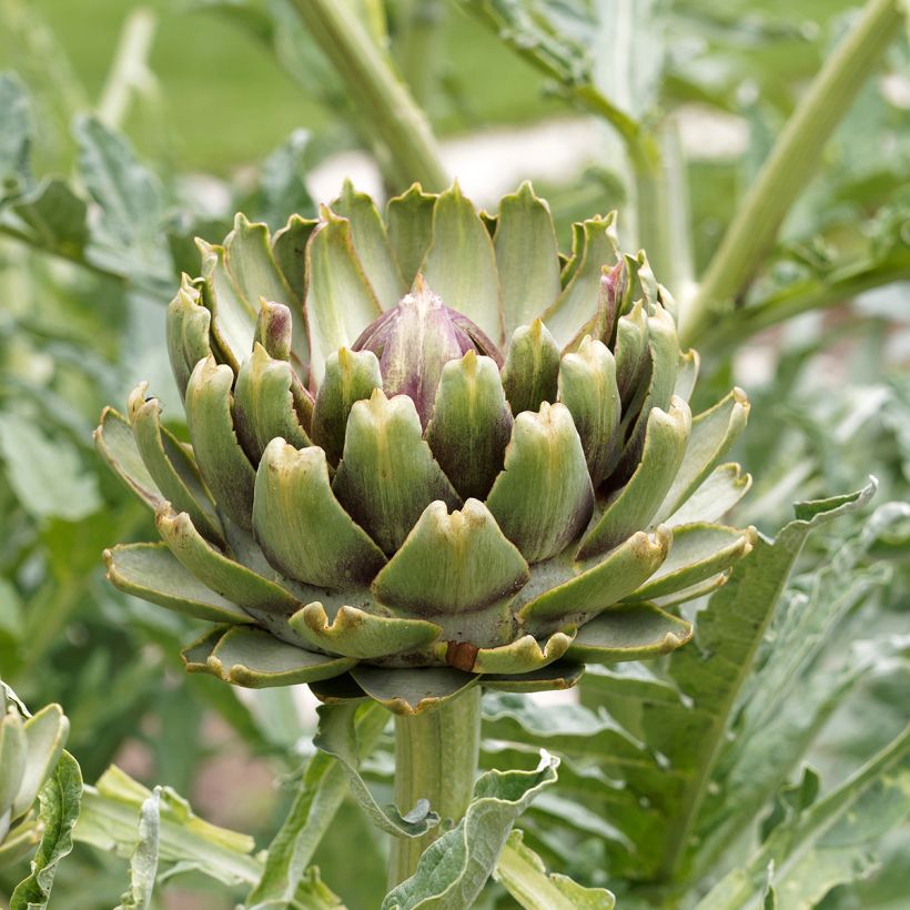 Alcachofra Verde grande de Laon (Floração)