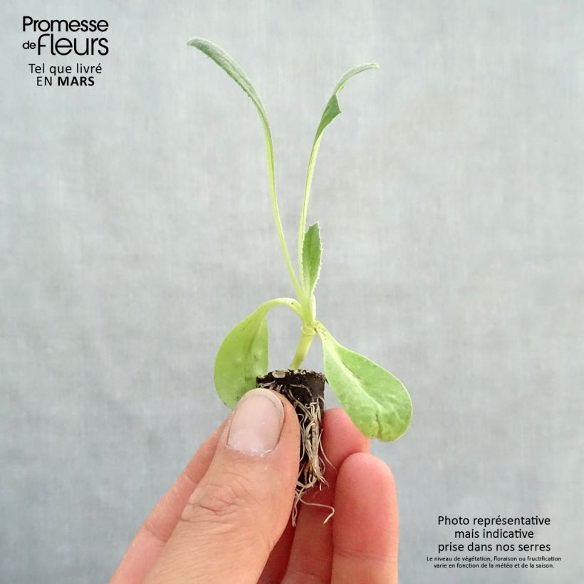 Amostra de Artichaut Imperial Star Bio - Cynara scolymus Mini-motte Ø 1,5/2,5 cm tal como entregue na primavera