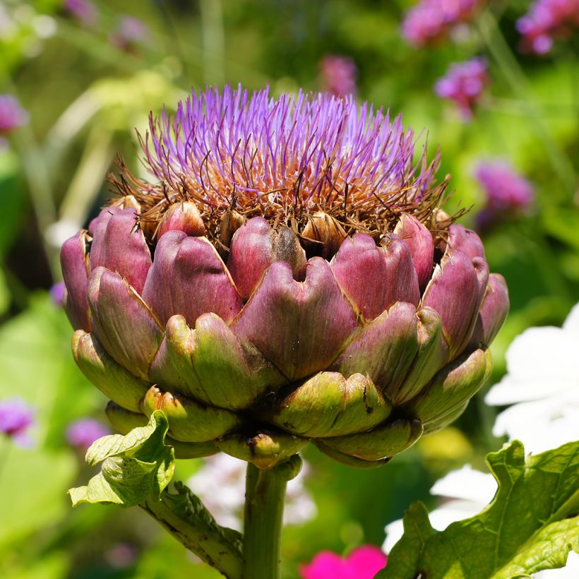 Alcachofra Green Globe (Floração)