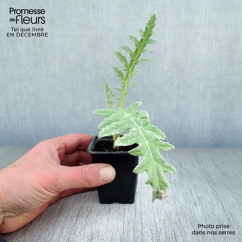 Amostra de Alcachofra Violeta da Provença em vaso Vaso de 7/8 cm tal como entregue no inverno