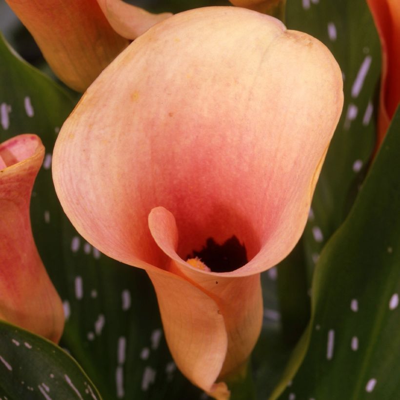 Calla Auckland (Floração)