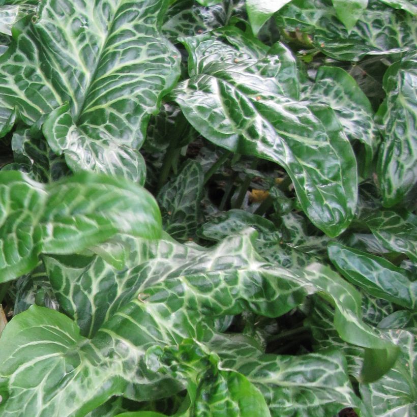 Arum italicum subsp. italicum Marmoratum (Folhagem)