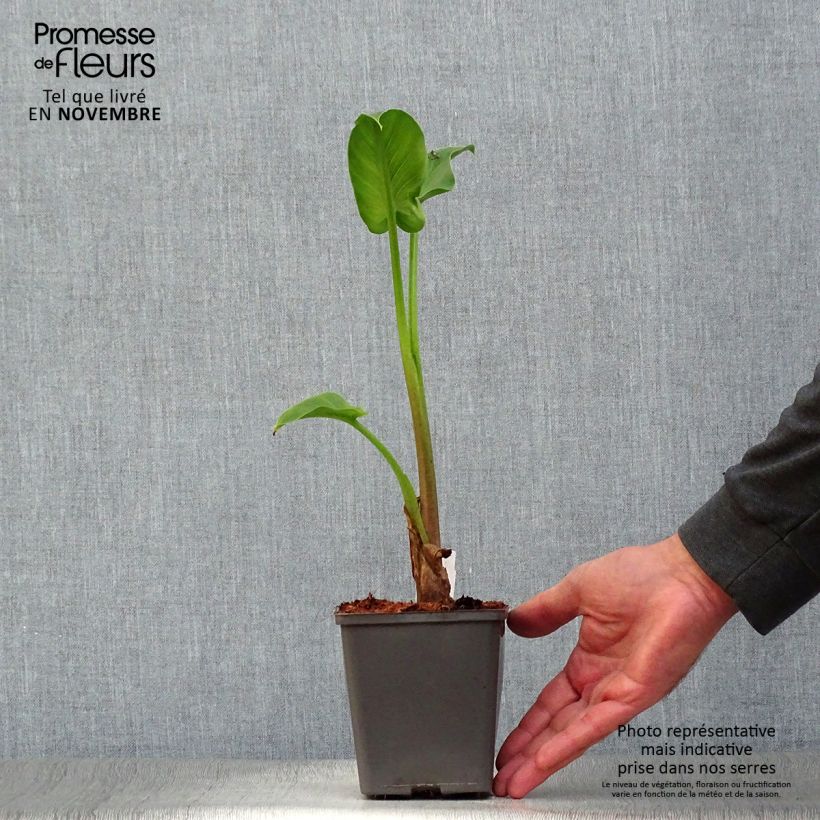 Amostra de Zantedeschia aethiopica Vaso de 8/9 cm tal como entregue no outono