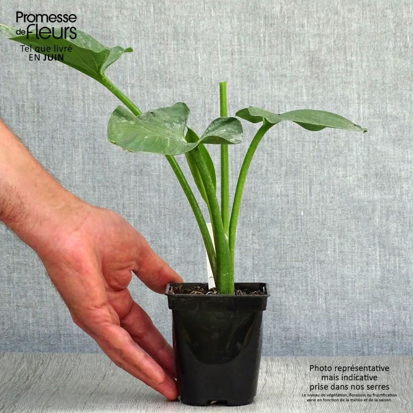 Amostra de Zantedeschia aethiopica Vaso de 8/9 cm tal como entregue no verão