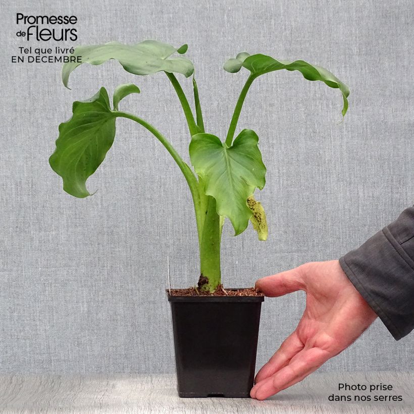 Amostra de Arum ou Calla blanc - Zantedeschia aethiopica Vaso de 8/9 cm tal como entregue no inverno