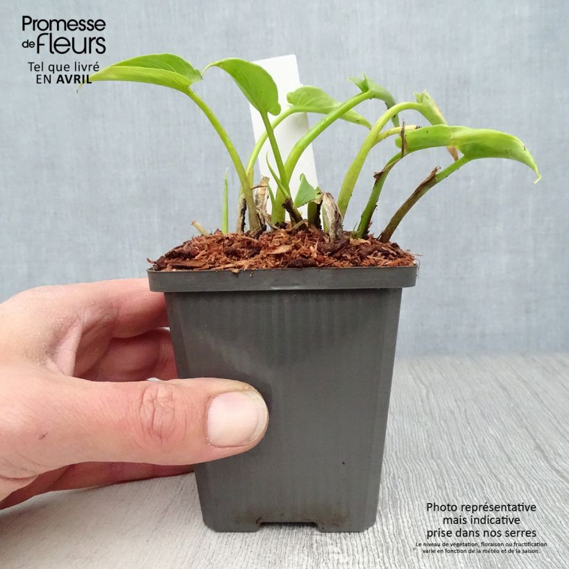 Amostra de Zantedeschia aethiopica Vaso de 8/9 cm tal como entregue na primavera