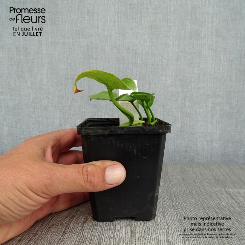 Amostra de Calla palustris Vaso de 8/9 cm tal como entregue no verão