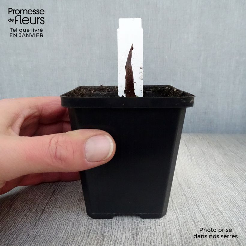 Amostra de Arum ou Calla palustris Vaso de 8/9 cm tal como entregue no inverno