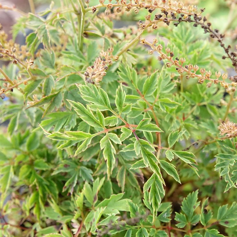 Aruncus Guinea Fowl (Folhagem)