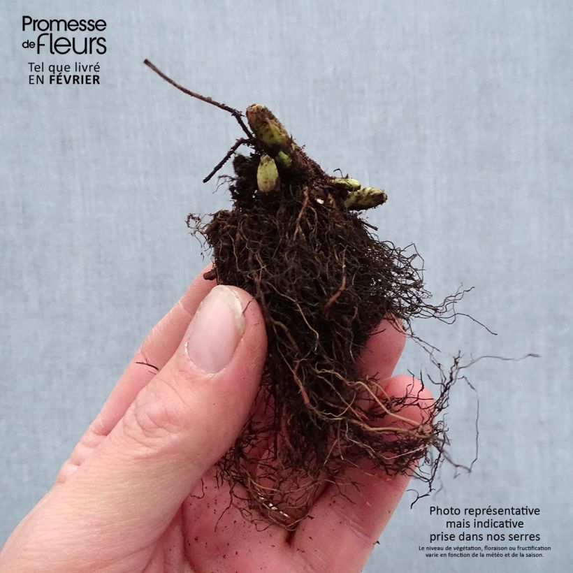 Amostra de Aruncus Guinea Fowl - Barbe de Bouc Petites Racines nues tal como entregue no inverno