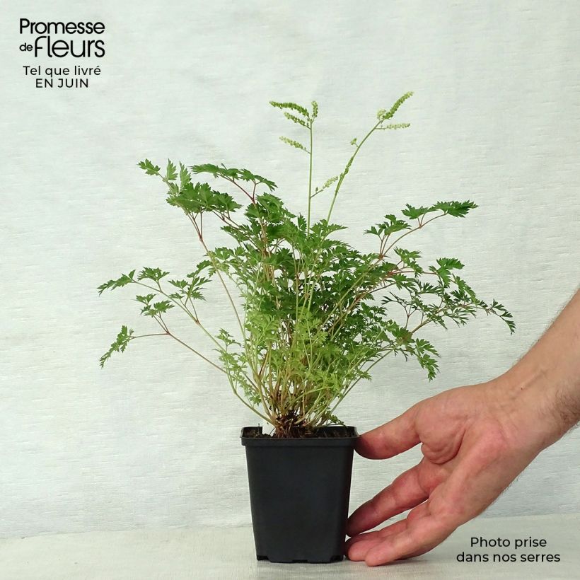 Amostra de Aruncus aethusifolius Vaso de 8/9 cm tal como entregue no verão