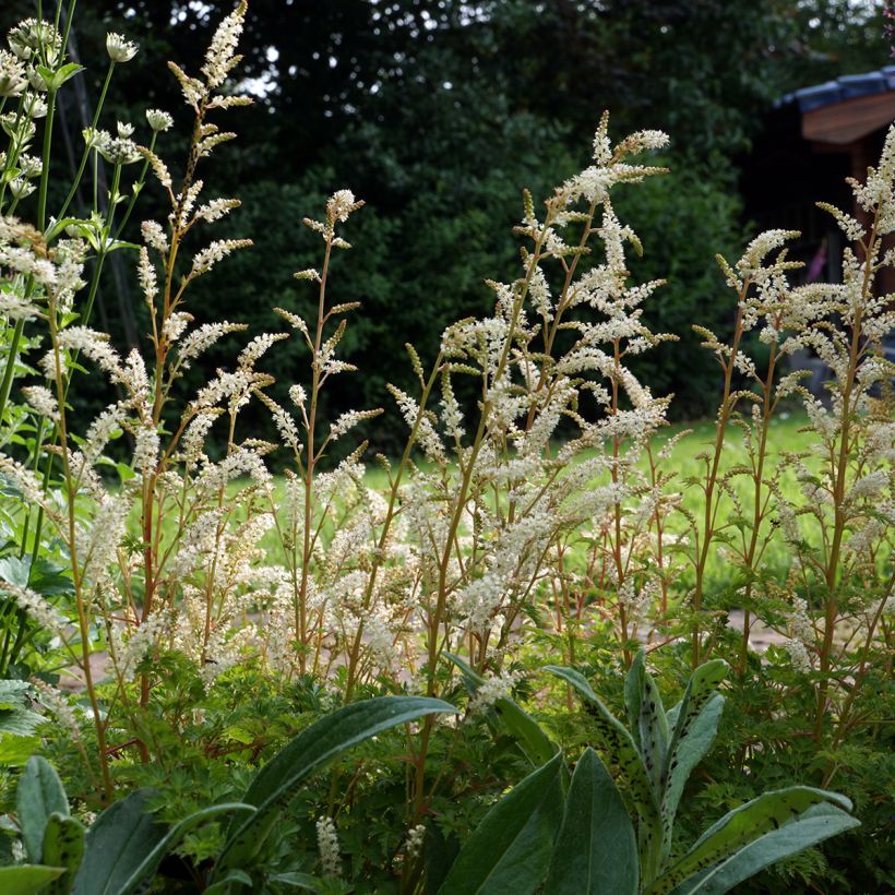 Aruncus aethusifolius (Hábito)