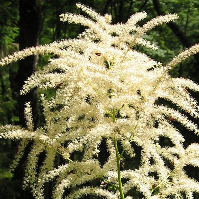 Aruncus dioicus var. kamtschaticus (Floração)