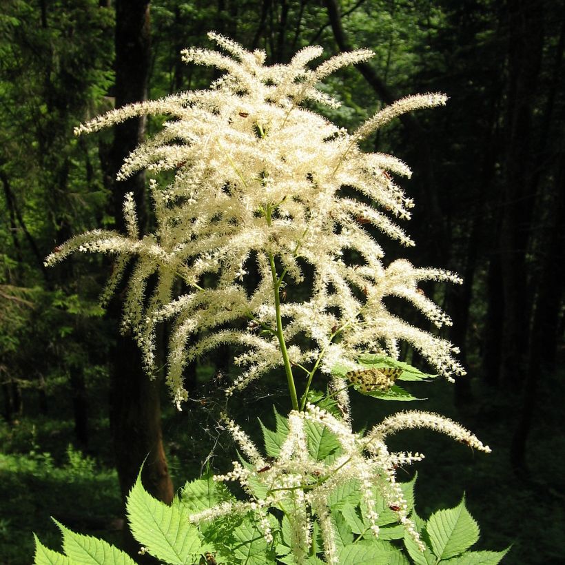 Aruncus dioicus var. kamtschaticus (Hábito)