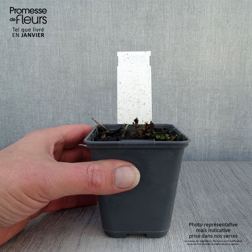 Amostra de Aruncus diocus var. kamtschaticus, Barbe de Bouc Vaso de 8/9 cm tal como entregue no inverno