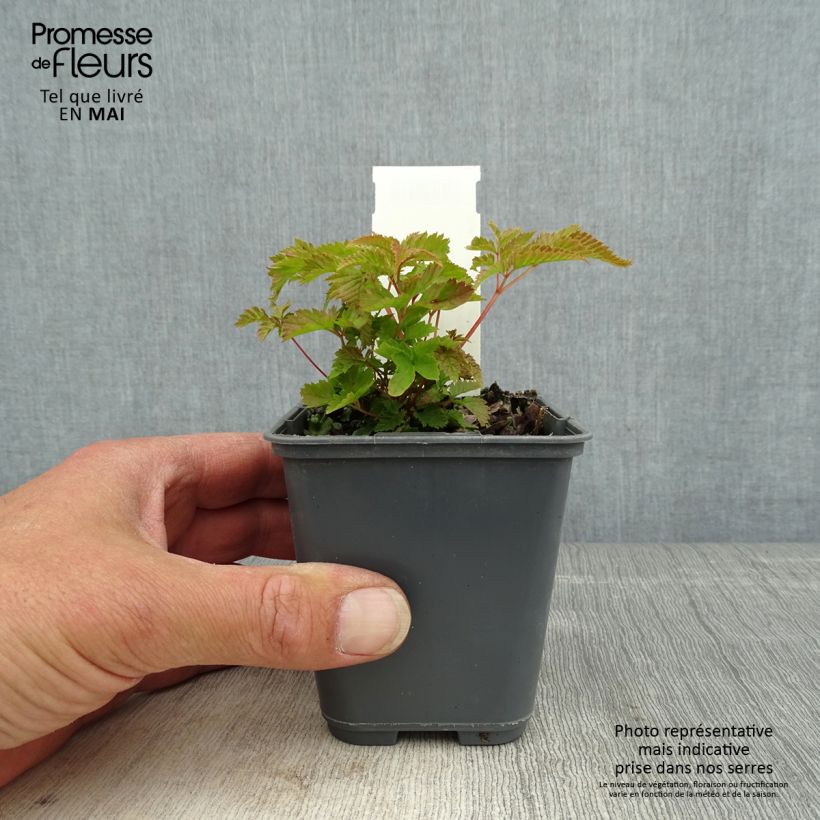 Amostra de Aruncus dioicus var. kamtschaticus Vaso de 8/9 cm tal como entregue na primavera