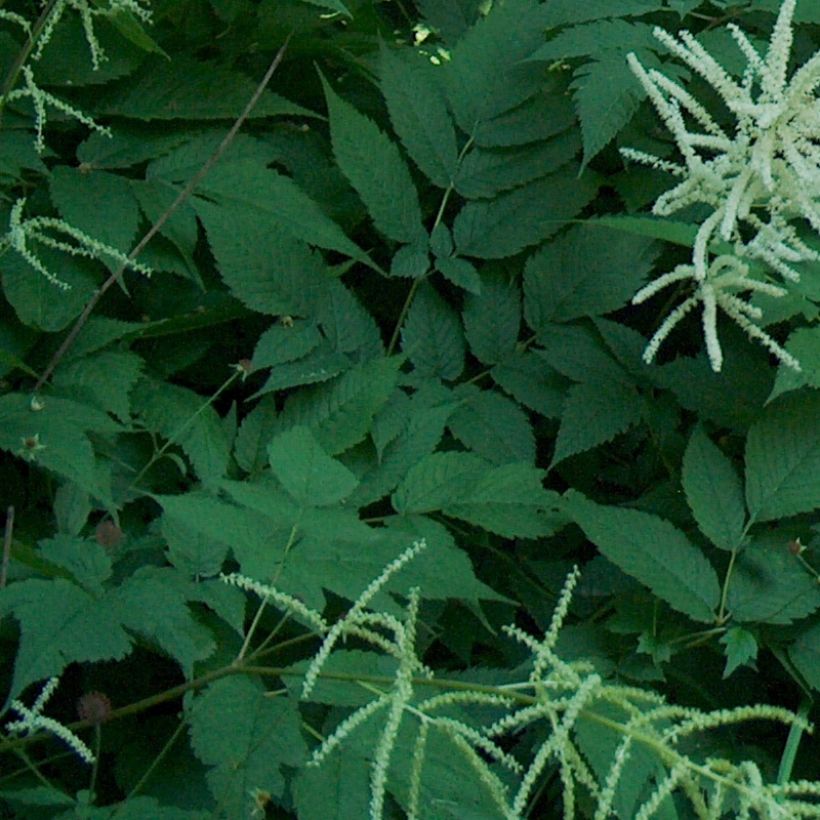 Aruncus dioicus (Folhagem)