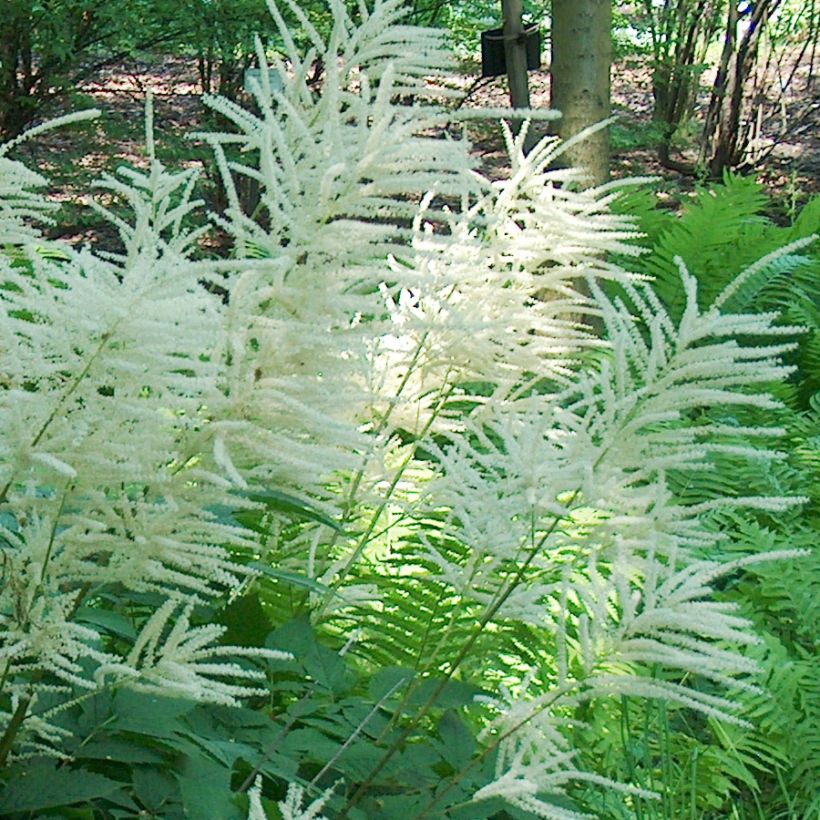 Aruncus dioicus (Floração)