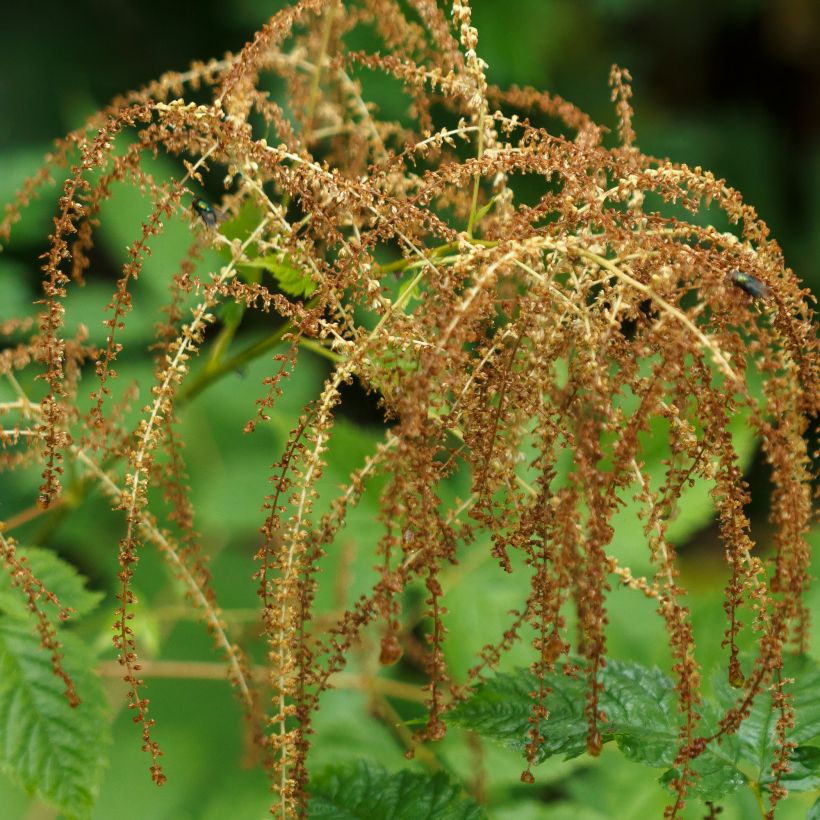 Aruncus dioicus (Colheita)