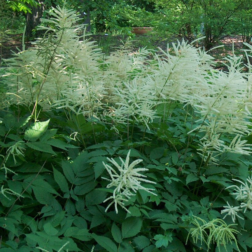 Aruncus dioicus (Hábito)