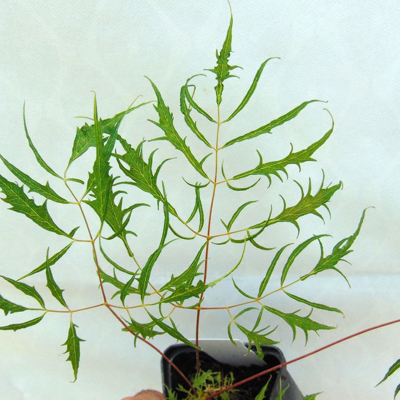 Aruncus dioicus Kneiffii (Folhagem)