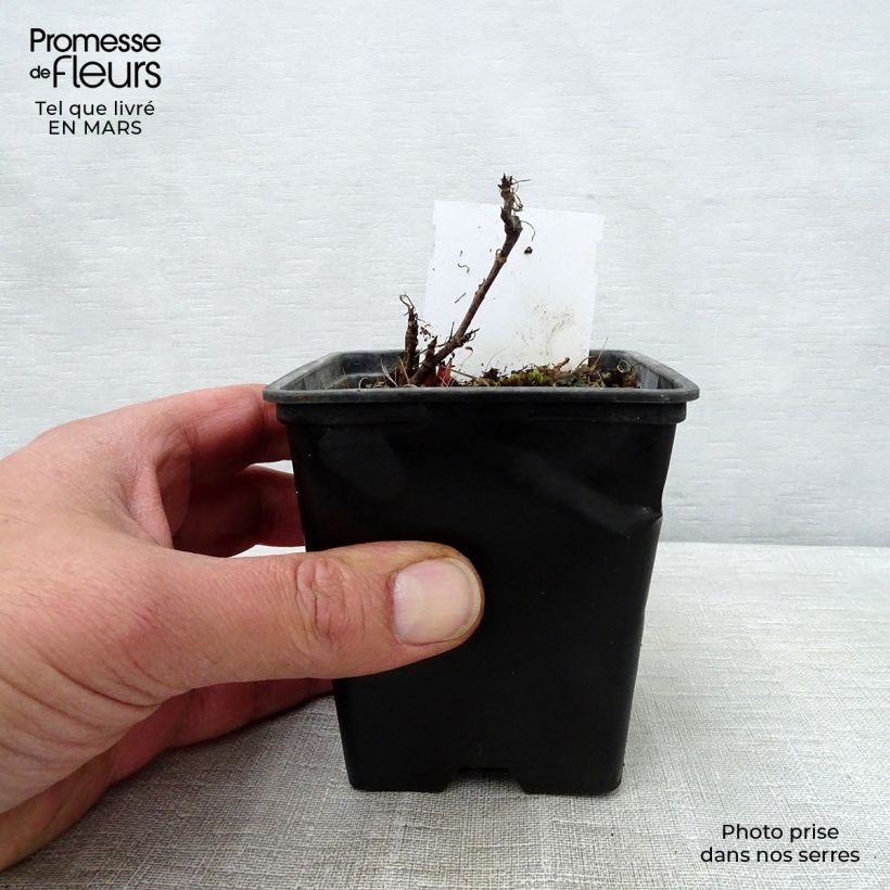 Amostra de Aruncus dioicus Kneiffii Vaso de 8/9 cm tal como entregue na primavera