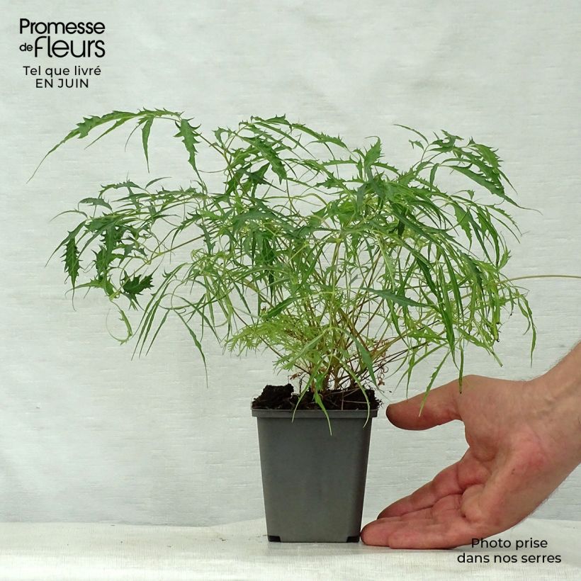 Amostra de Aruncus dioicus Kneiffii Vaso de 8/9 cm tal como entregue no verão