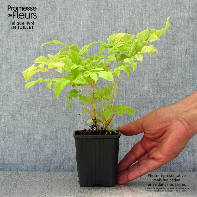 Amostra de Aruncus dioicus sylvestris Vaso de 7/8 cm tal como entregue no verão
