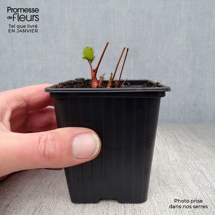 Amostra de Aruncus dioicus sylvestris Vaso de 7/8 cm tal como entregue no inverno