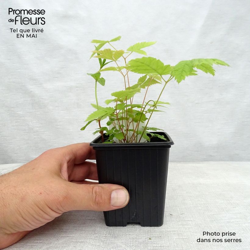 Amostra de Aruncus dioicus sylvestris Vaso de 7/8 cm tal como entregue na primavera