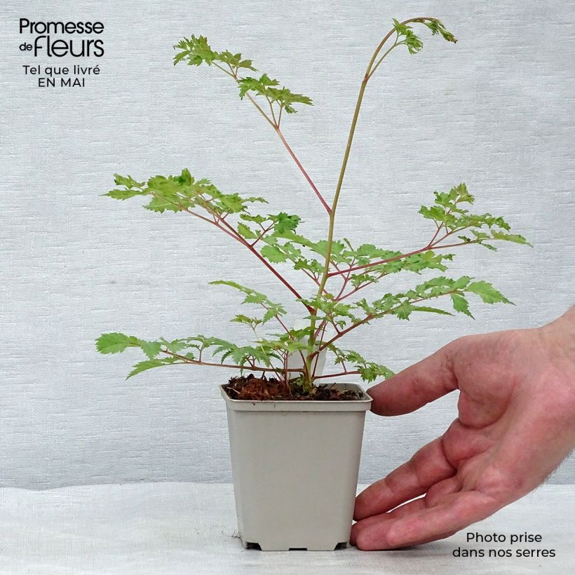 Amostra de Aruncus Horatio Vaso de 8/9 cm tal como entregue na primavera