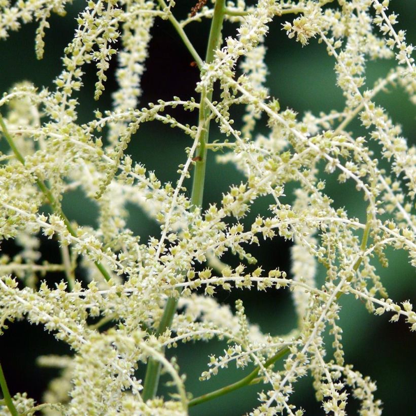 Aruncus Misty Lace (Floração)