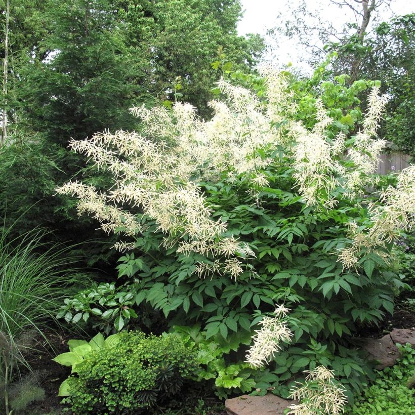 Aruncus Misty Lace (Hábito)