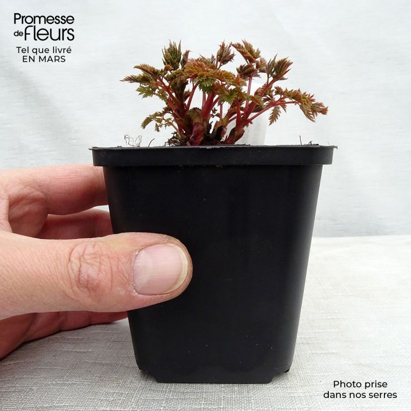 Amostra de Aruncus Misty Lace Vaso de 8/9 cm tal como entregue na primavera