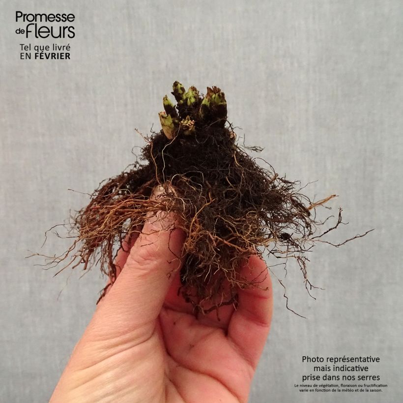 Amostra de Aruncus hybride Misty Lace - Barbe de bouc Raízes nuas tal como entregue no inverno