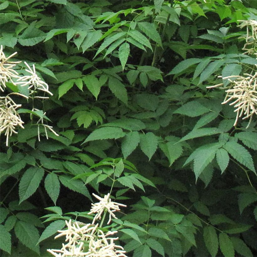 Aruncus sinensis Zweiweltenkind (Folhagem)