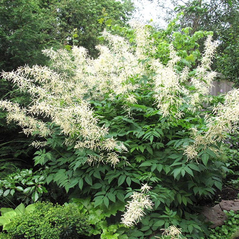Aruncus sinensis Zweiweltenkind (Hábito)