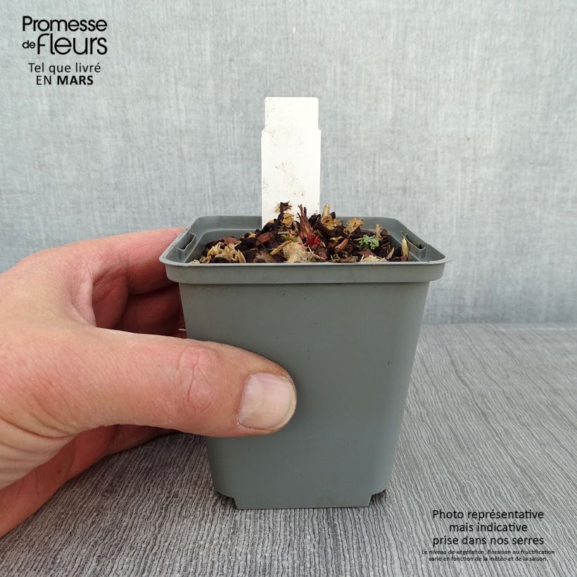 Amostra de Aruncus sinensis Zweiweltenkind - Barbe de Bouc Vaso de 8/9 cm tal como entregue no inverno