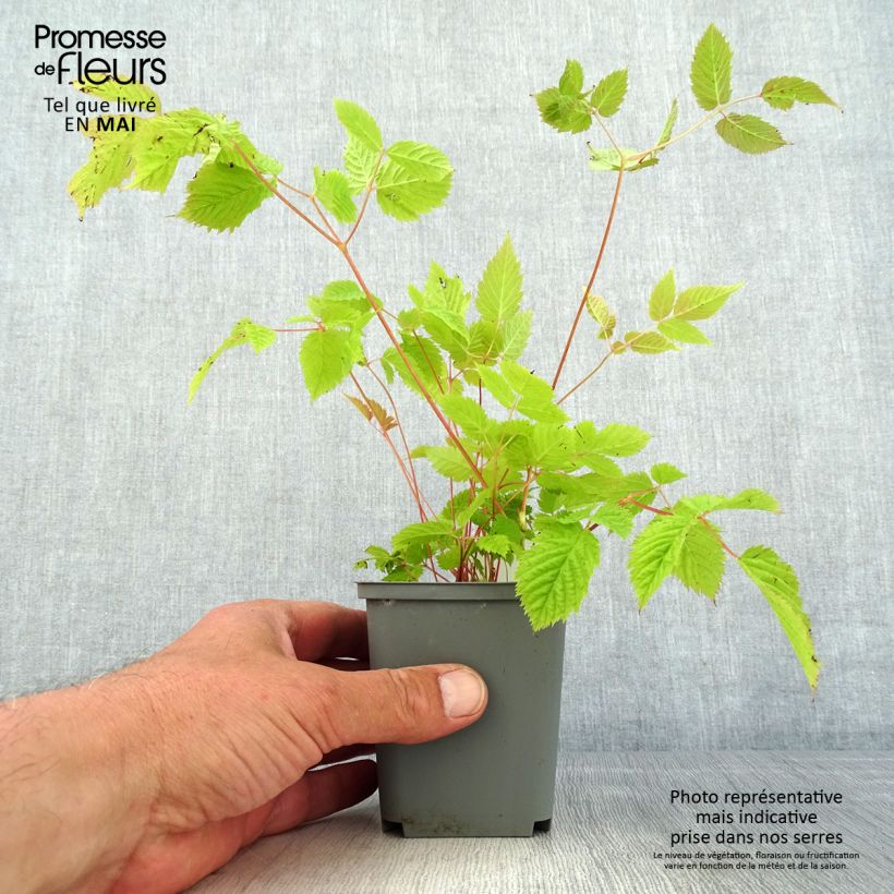 Amostra de Aruncus sinensis Zweiweltenkind Vaso de 8/9 cm tal como entregue na primavera