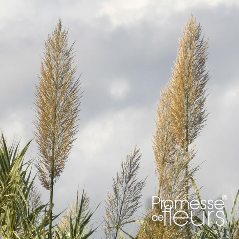 Arundo donax Aureovariegata (Floração)