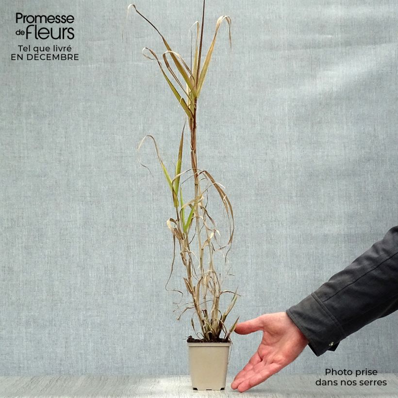 Amostra de Arundo donax Aureovariegata - Canne de Provence Godet de 8/9 cm tal como entregue no inverno