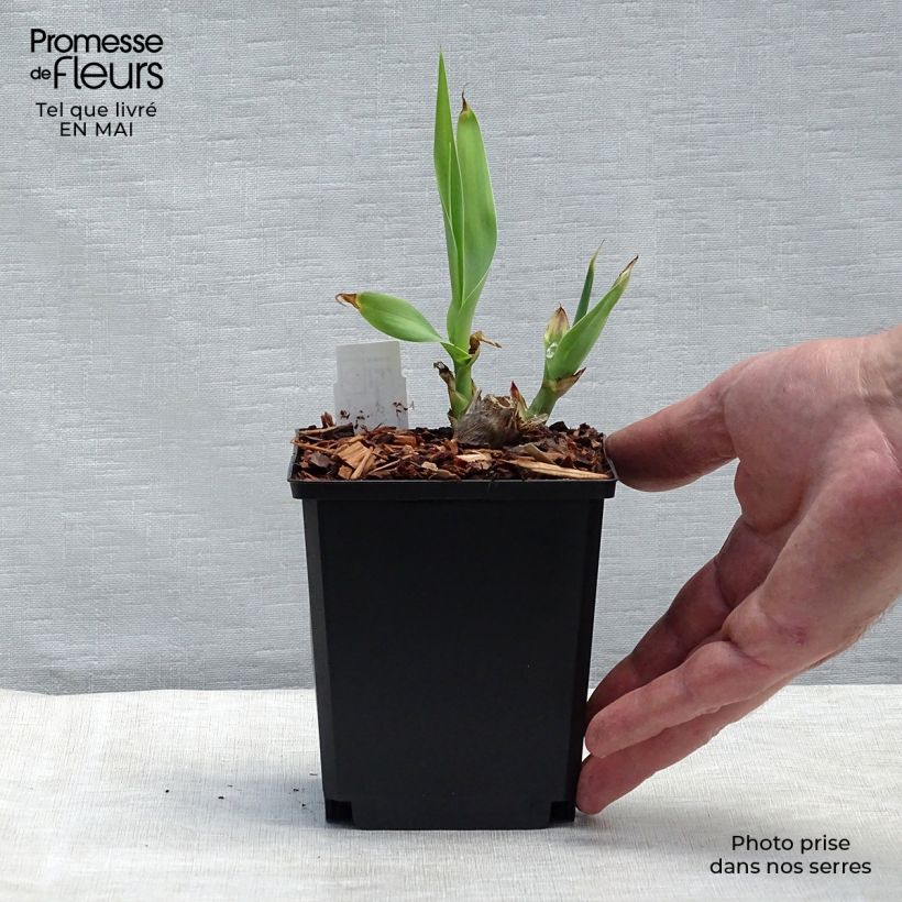 Amostra de Arundo donax Vaso de 8/9 cm tal como entregue na primavera