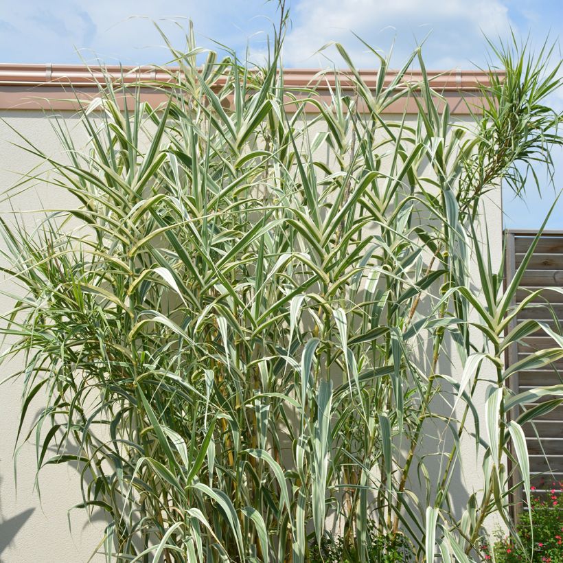 Arundo donax Ely (Hábito)