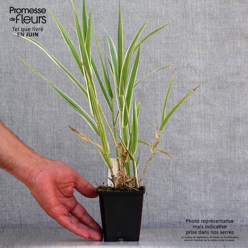 Amostra de Arundo donax Versicolor Vaso de 8/9 cm tal como entregue no verão