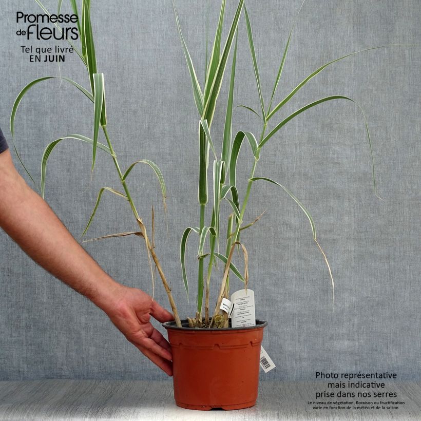Amostra de Arundo donax Versicolor Vaso de 3 L/4 L tal como entregue no verão