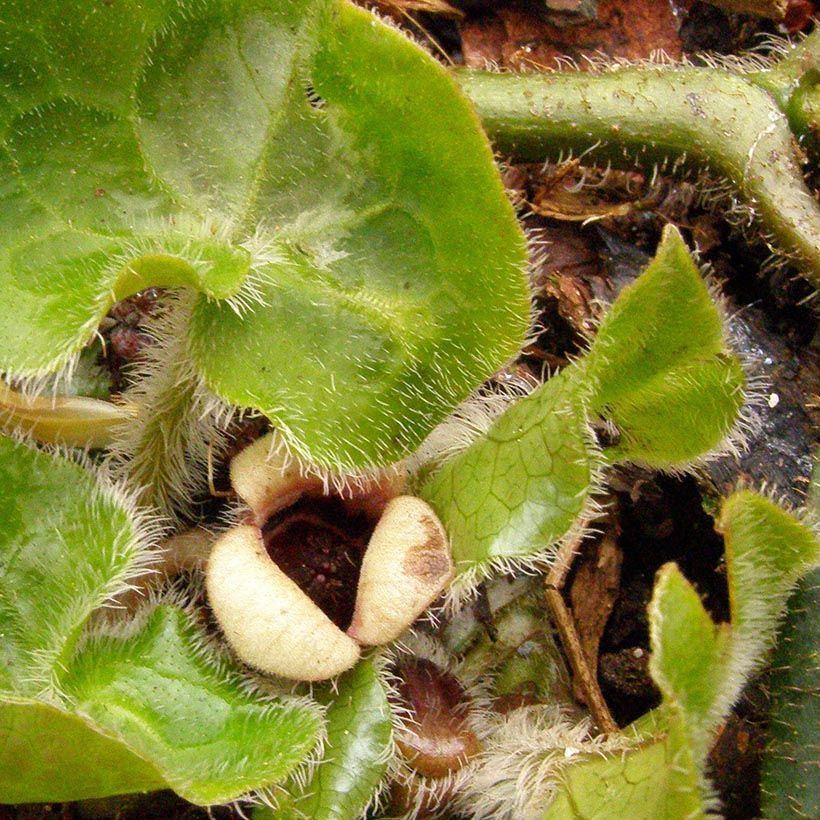 Asarum pulchellum (Floração)
