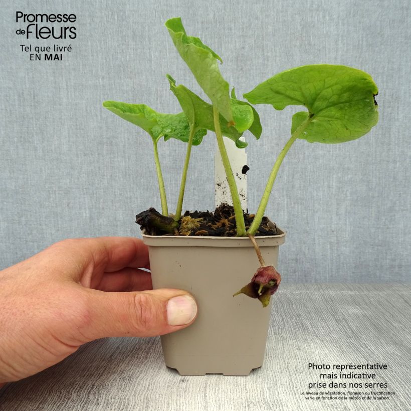 Amostra de Asarum canadense Vaso de 8/9 cm tal como entregue na primavera