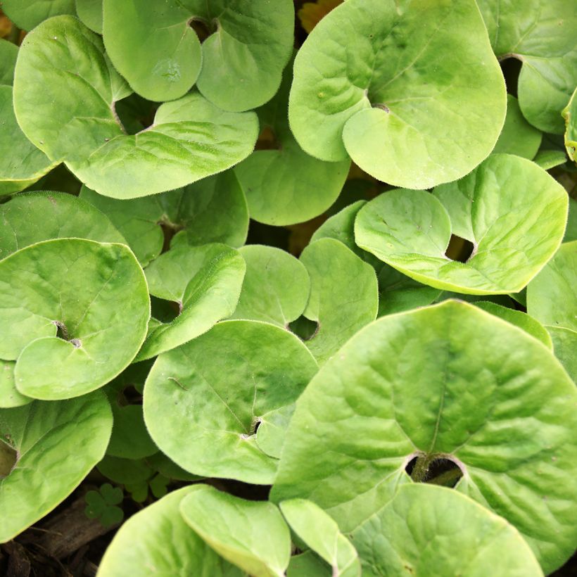 Asarum canadense (Folhagem)