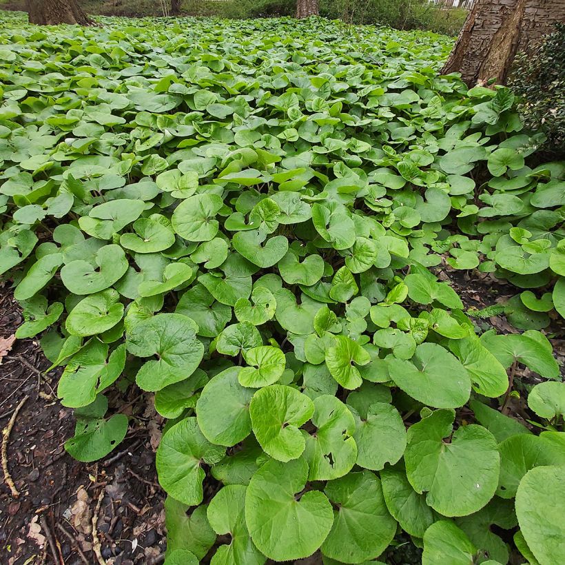 Asarum canadense (Hábito)