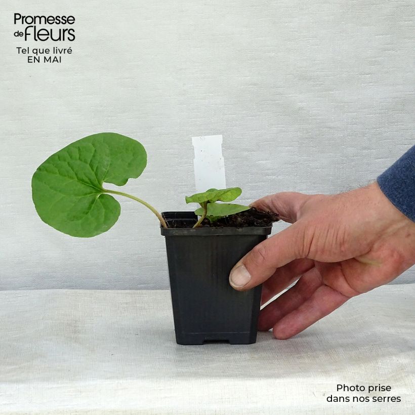 Amostra de Asarum caudatum Vaso de 8/9 cm tal como entregue na primavera